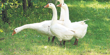 Не вкручивайте нам баки!