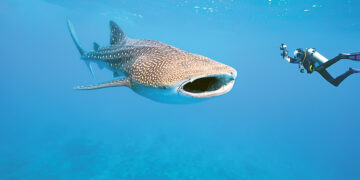 Приглашаем на пакетик чая!