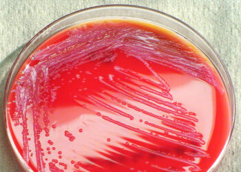 Вместо красок – бактерии