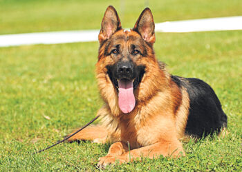 Вместо красок – бактерии