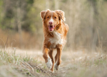 Великая Марлен. К 120-летию актрисы и певицы