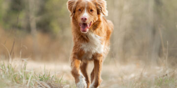 Великая Марлен. К 120-летию актрисы и певицы