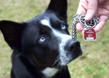 Король и немцы