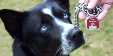 Король и немцы