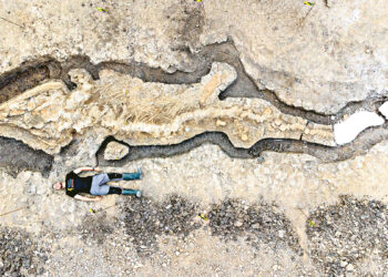 Найден скелет крупнейшего  «морского дракона»