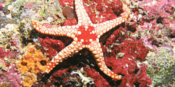 Звёздочка моя ясная…