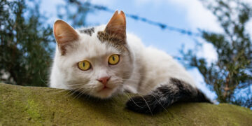 Кошки-долгожители