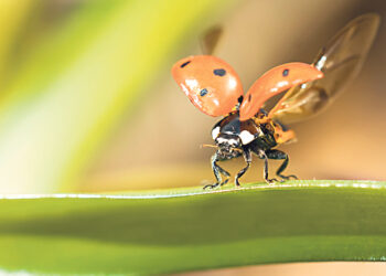 Божий талисман