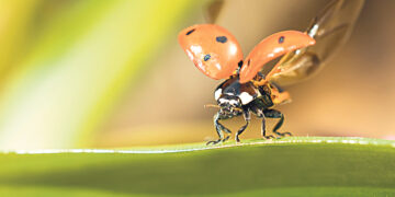 Божий талисман