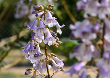 Новости культуры