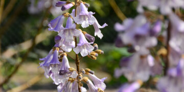 Новости культуры