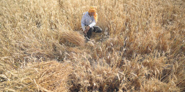 Курьёзные события прошедшей недели