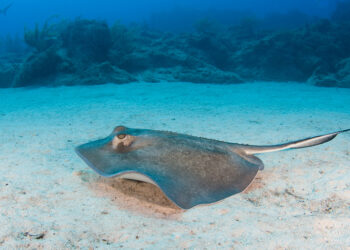 Живые  батарейки