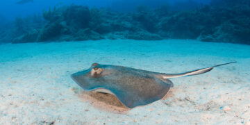 Живые  батарейки