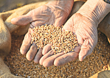 Война грозит  хлебным ножом