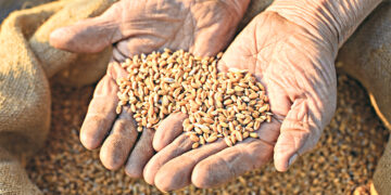 Война грозит  хлебным ножом