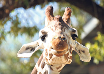 Джинсовый император