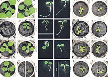 Учёные впервые вырастили растения на грунте с Луны