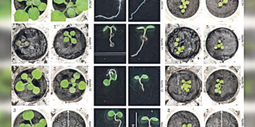 Учёные впервые вырастили растения на грунте с Луны