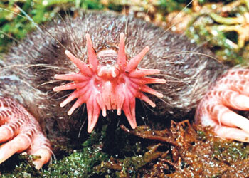 Звёздный нос