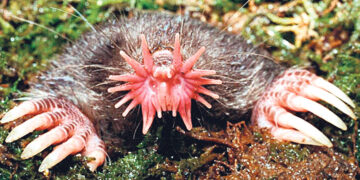 Звёздный нос