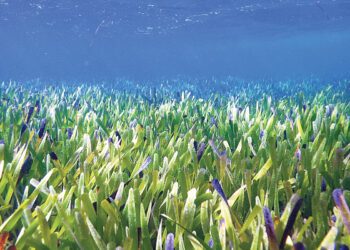 Расследование трагедии продолжается