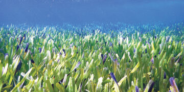 Расследование трагедии продолжается