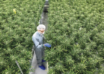 Коалиция готовится к легализации лёгких наркотиков