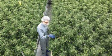 Коалиция готовится к легализации  лёгких наркотиков