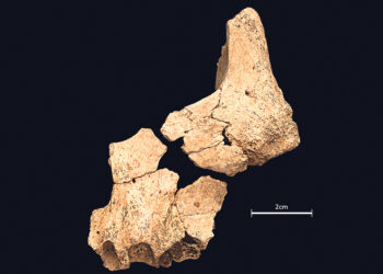 Обнаружены останки древнейшего человека в Европе