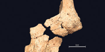 Обнаружены останки древнейшего человека в Европе