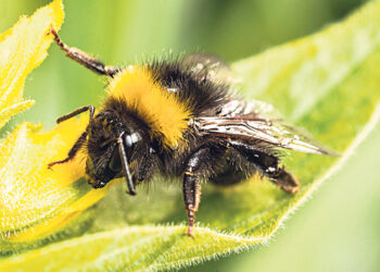 Пособие станет  достойным доходом