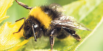 Пособие станет  достойным доходом