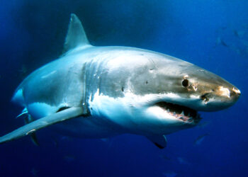 Акула Каракула правым глазом подмигнула