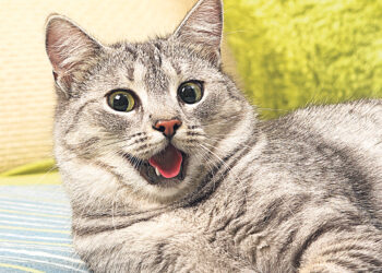 Пособие станет  достойным доходом