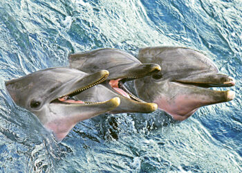 Дельфины, морские люди