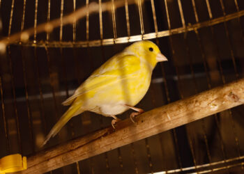 Канарейка в шахте