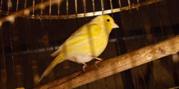 Канарейка в шахте