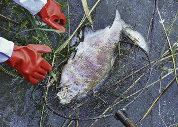 Экологическое бедствие в Польше