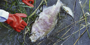 Экологическое бедствие в Польше