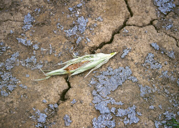 Урожай кукурузы во Франции оказался рекордно низким за 30 лет