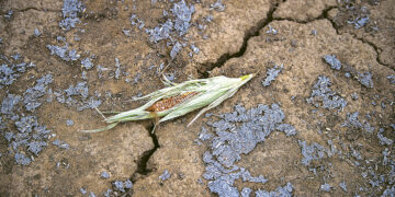 Урожай кукурузы во Франции оказался рекордно низким за 30 лет