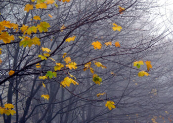 Ну что, по бокальчику мартини?