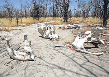 Популяция диких животных сокращается