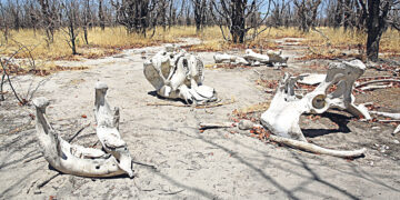 Популяция диких животных сокращается