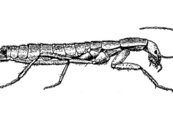 Тараканосверчок по имени Далдуба