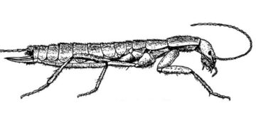 Тараканосверчок по имени Далдуба