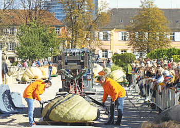 Тыквы весом в тонну