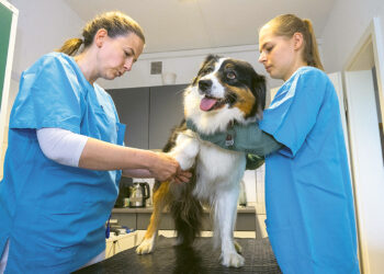 Вступают в силу новые тарифы  для ветеринаров