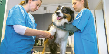 Вступают в силу новые тарифы  для ветеринаров